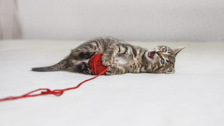 chaton joue fil pelote laine