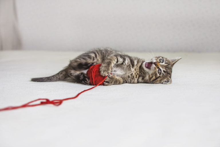 chaton joue fil pelote laine