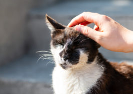 chat oreille tête caresse