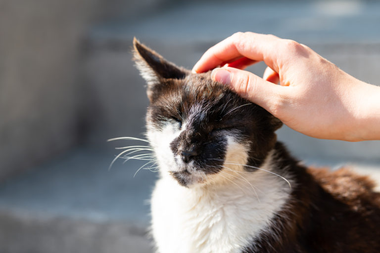 chat oreille tête caresse