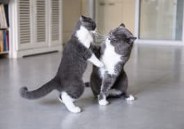 chats bagarre agressifs