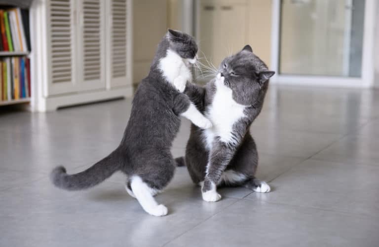 chats bagarre agressifs