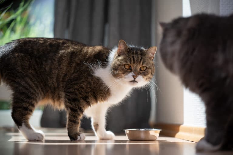 deux chats manger rencontre