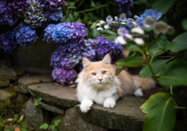 chat fleur hortensia toxique