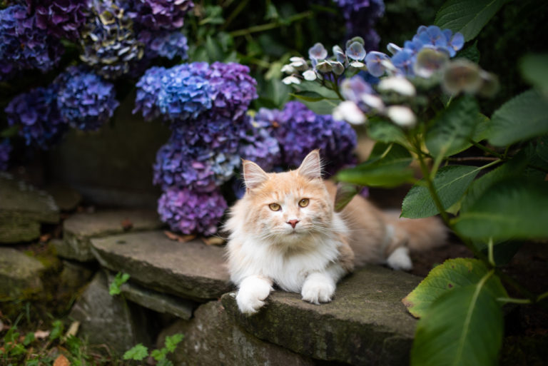 chat fleur hortensia toxique