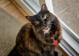 chat miaule collier