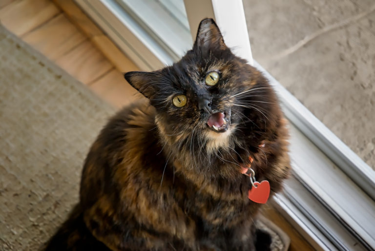 chat miaule collier
