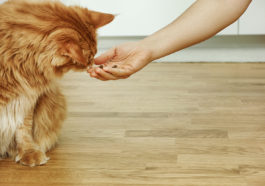 chat nourrir manger main