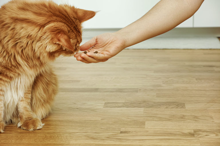 chat nourrir manger main
