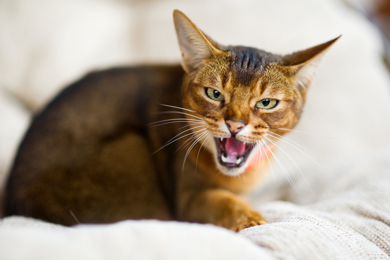 15 Signes Qui Montrent Que Votre Chat Est Malade