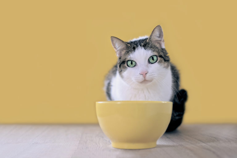 chat mange gamelle