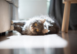 chat griffe canapé couché