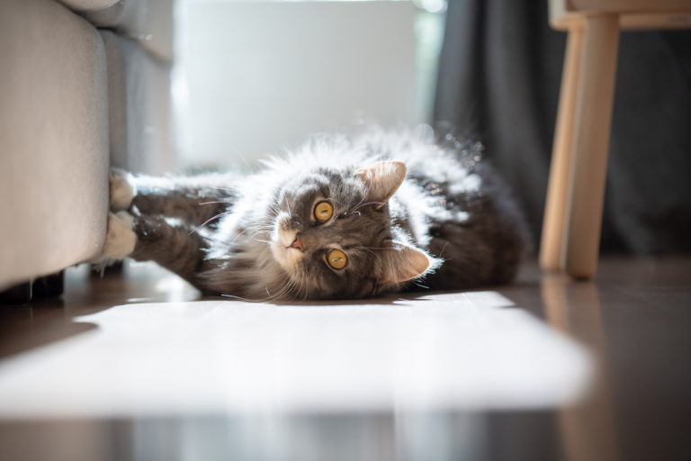 chat griffe canapé couché