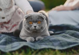 chat gris