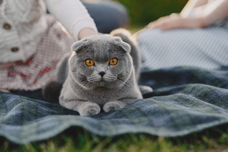 chat gris