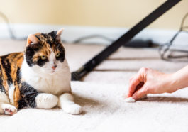 chat pipi crotte tapis