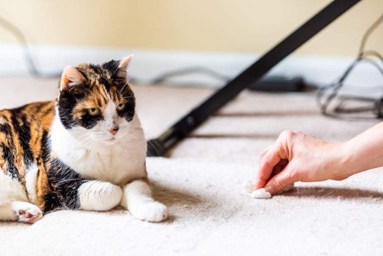 chat pipi crotte tapis