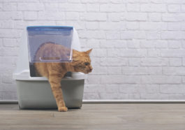chat roux litière
