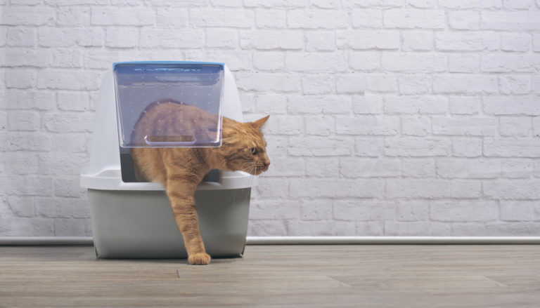 chat roux litière