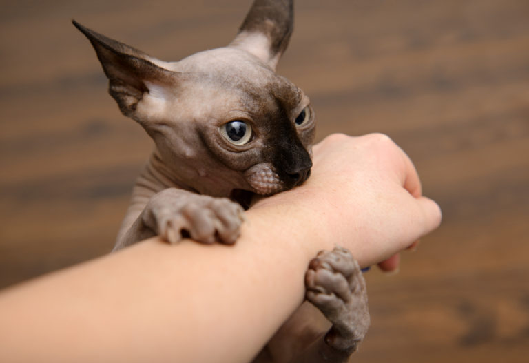 chat agressif