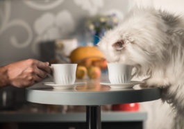 chat boit