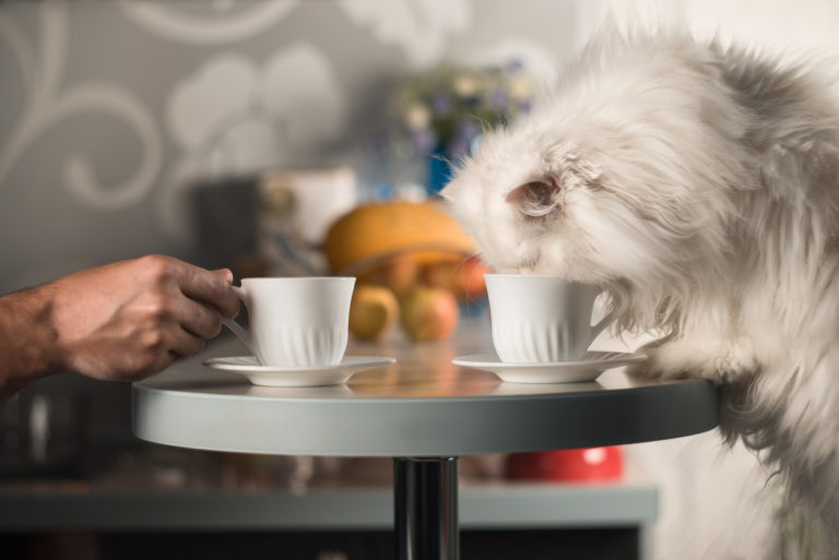 chat boit