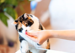 chat
