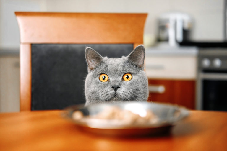 chat table