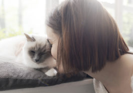 chat câlin tête