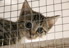 chaton