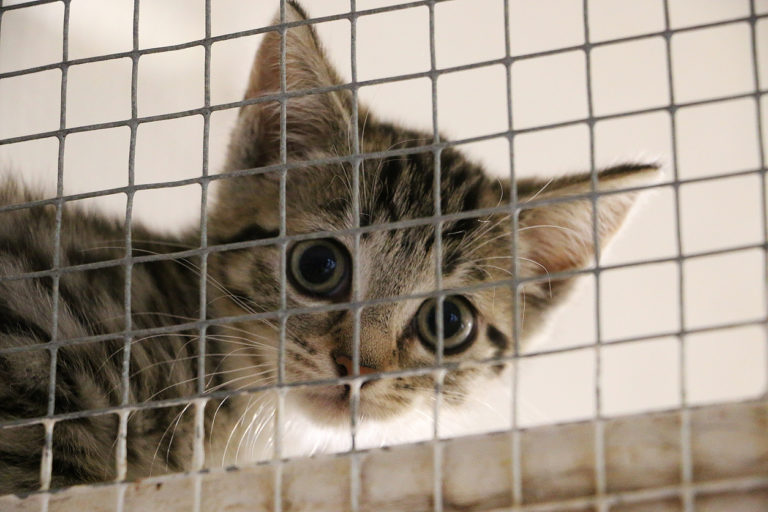 chaton