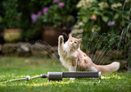chat joue eau