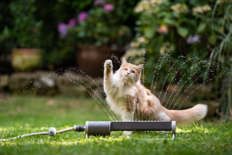 chat joue eau