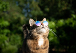 chat canicule