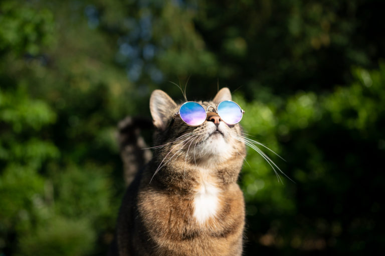 chat canicule