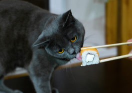 chat mange sushi