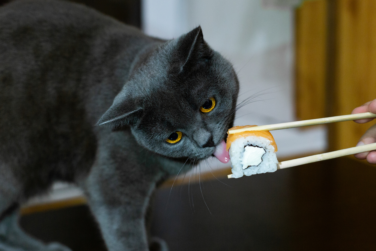 chat mange sushi