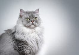 chat british longhair
