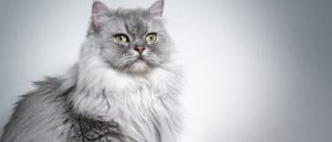 chat british longhair