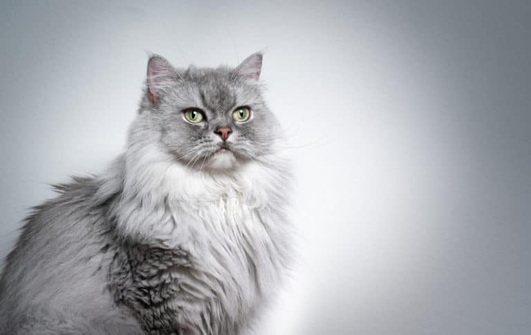 chat british longhair