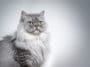 chat british longhair