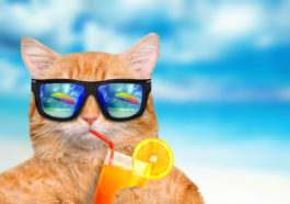 chat jus de fruits