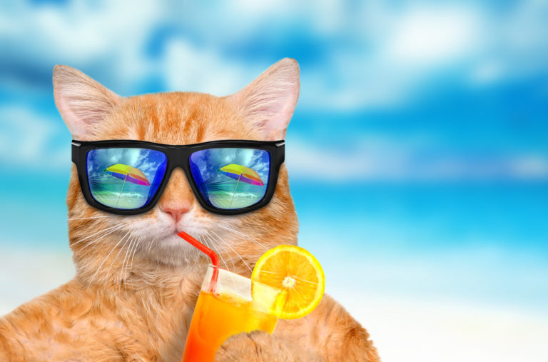 chat jus de fruits
