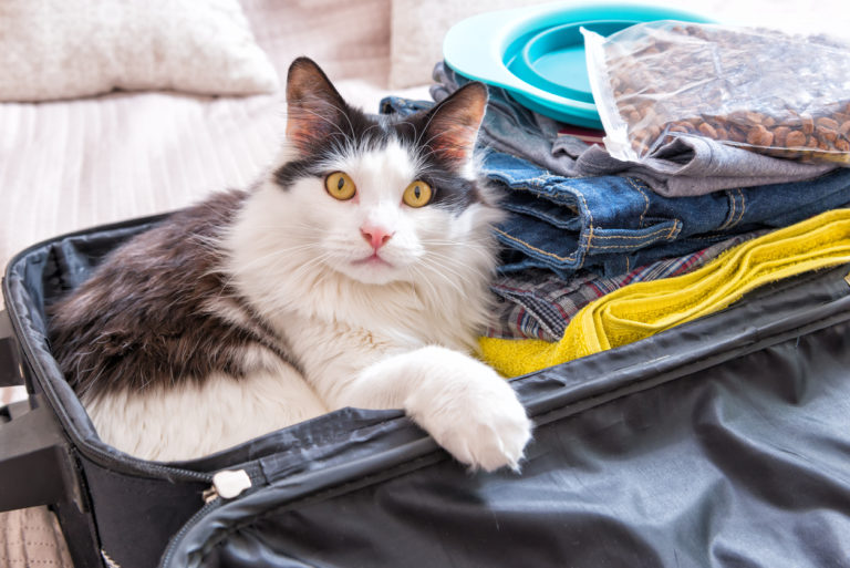 chat vacances