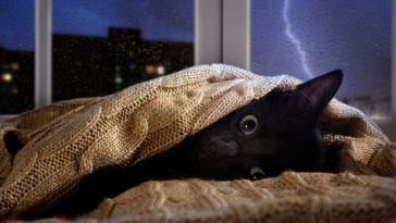 chat orage