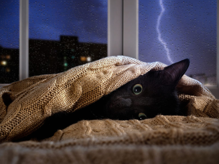 chat orage