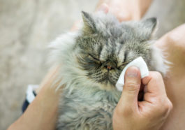 chat essuie yeux
