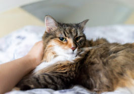 chat caresse