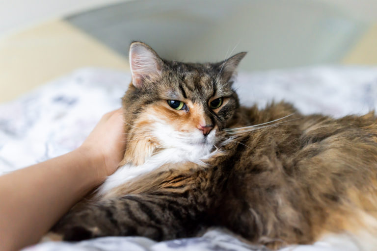 chat caresse