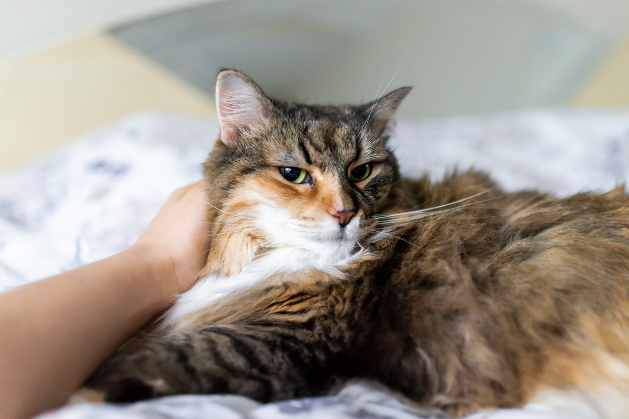 chat caresse